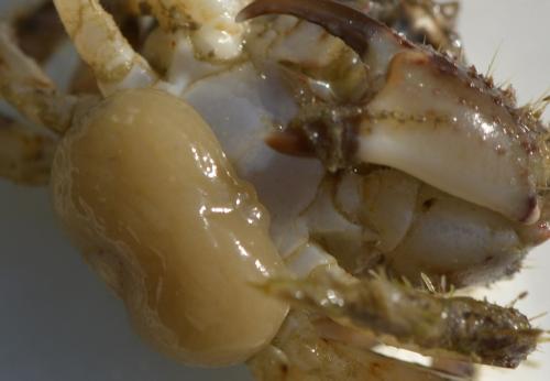 Sacculina gerbei
